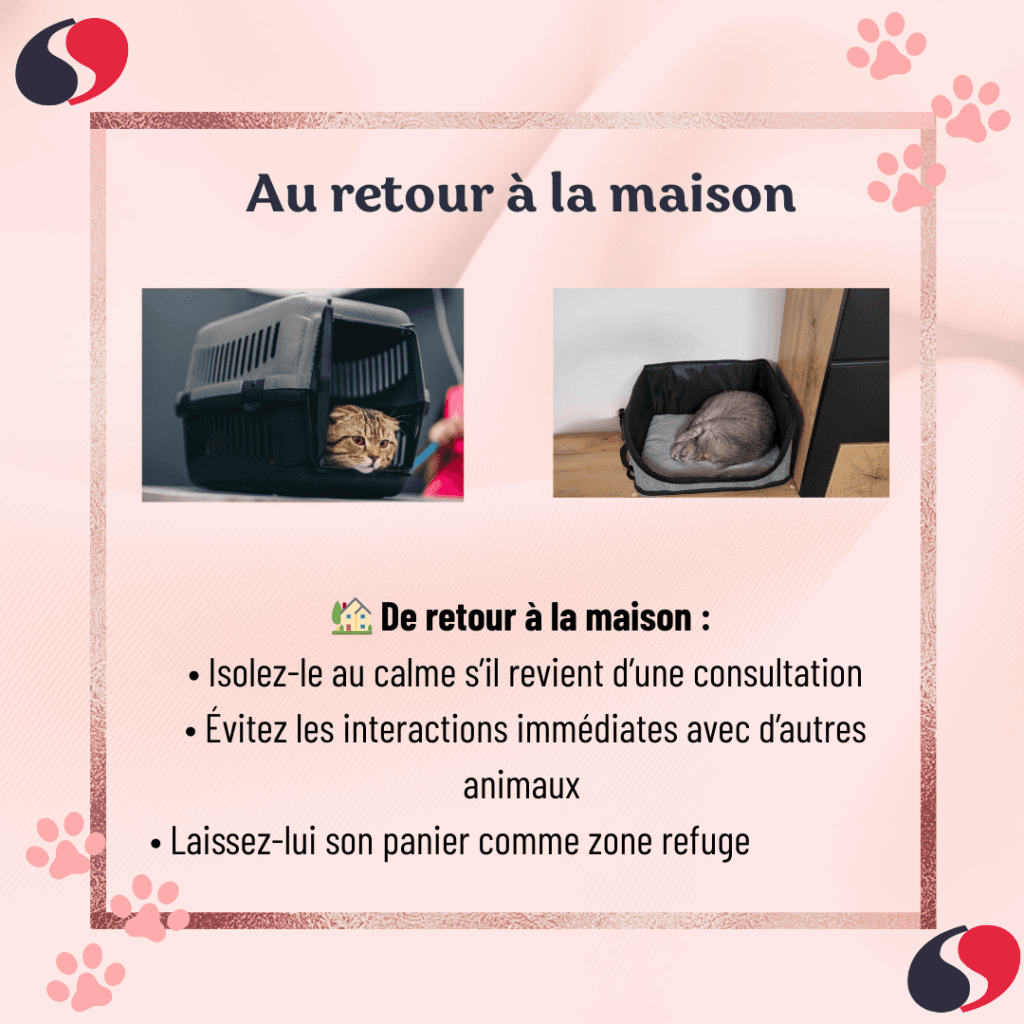 le retour de votre chat a la maison après un transport