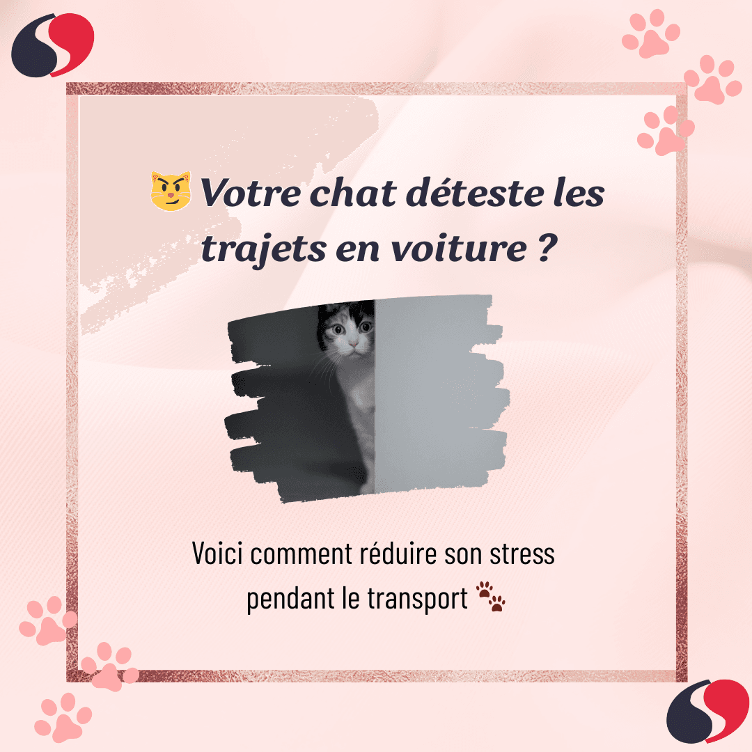comment transporter son chat sans stress?